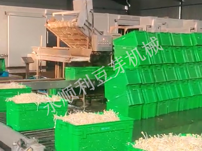 譽豐豆芽豆芽現(xiàn)日產(chǎn)量30噸